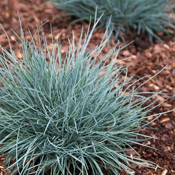 Elijah Blue Fescue