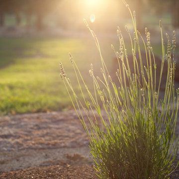 Plants in Focus