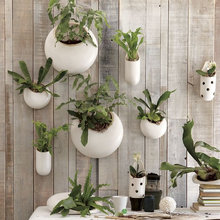 plants
