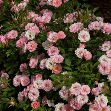 Oso Happy® Petit Pink Landscape Rose