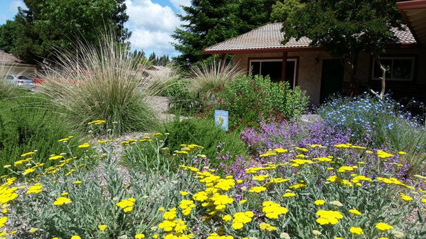 Contemporáneo Jardín by Eve's Garden Design