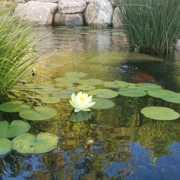 Ponds and Streams