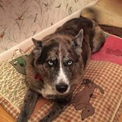 Alex Hightowers billede