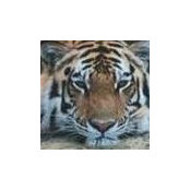 Foto von Tiger Paw