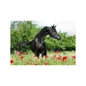 Barbara Köppel's photo