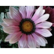 Cheryl Satabe's photo