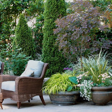 back yard