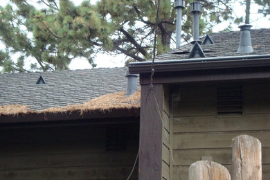 Pine needles