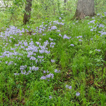 Wild Blue Phlox