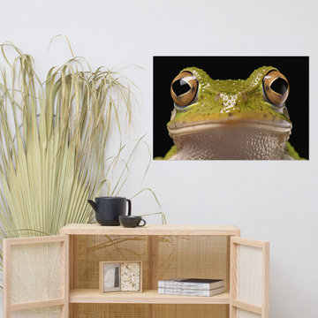 Froggy Face Hylidae Tree Frog Photorealism Digital Art Loose Print
