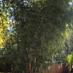 Bamboo installations - Products