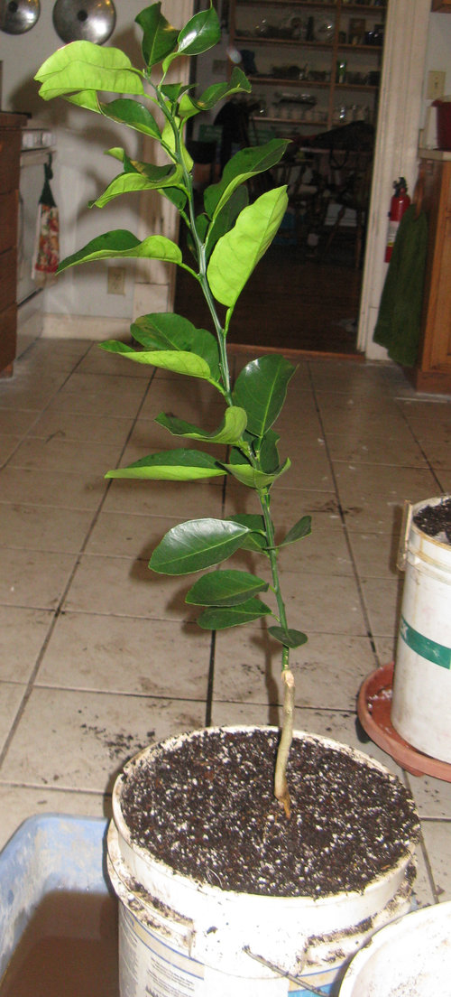 My new Valentine Pomelo