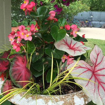 Caladiums and Begonias in a shady urn at a local pool