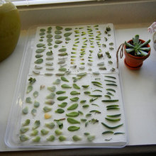 SUCCULENTS