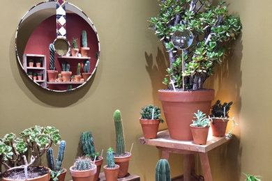 Miroir pour Les Succulents Cactus