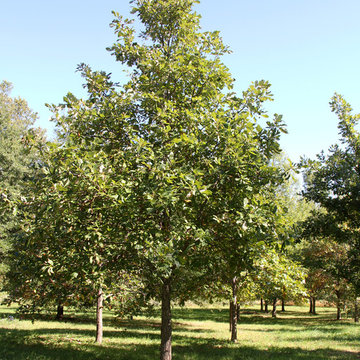 Mighty Oaks