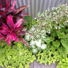 plant groupings