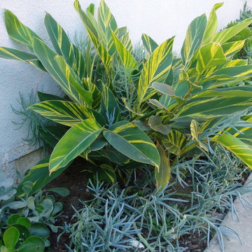 SUCCULENTS