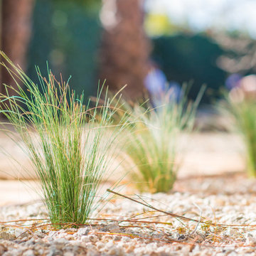 Backyard Renovation in Culver City