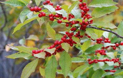 Great Design Plant: Winterberry Rouses Frosty Gardens
