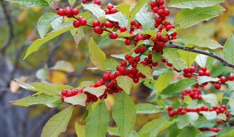 Great Design Plant: Winterberry Rouses Frosty Gardens