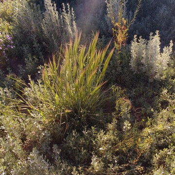 NATIVE BUNCH GRASSES AND WILD FLOWERS BENEFIT FROM THE SNOW AND RAIN