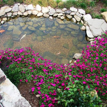 Ponds