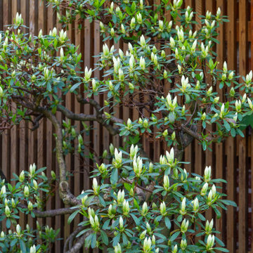 Asian Garden Pruning and Planting