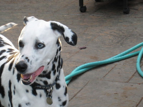 malotic ear drops for dogs