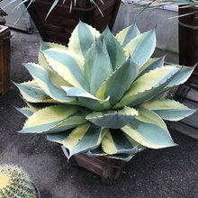 Haynes suggested plant material
