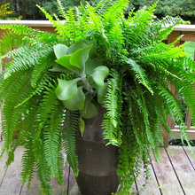 Ferns