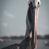 Bob The Pelican Colorized Coastal Bird Wildlife Photo Canvas Print, 16" X 20"