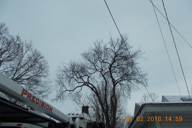 Tree Removal