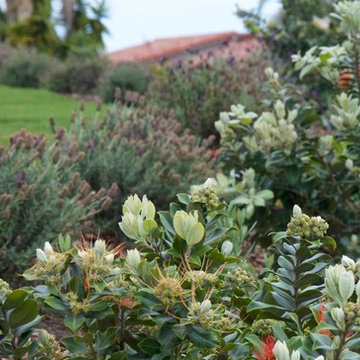 Contemporary Garden Orange and Purple Plant Color Scheme