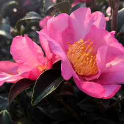 Current Featured Plants - Products