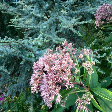 Joe Pye with Blue Atlas Cedar
