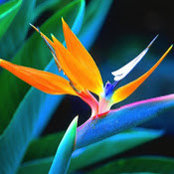 J. Carsons billede