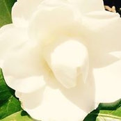 Catherine Green's photo