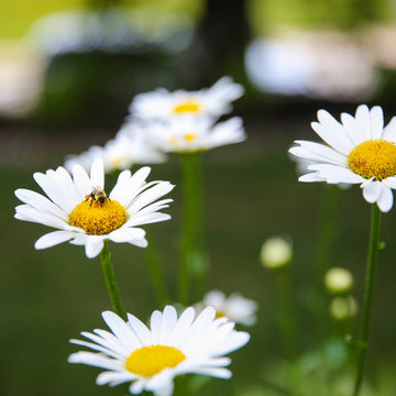 Daisy