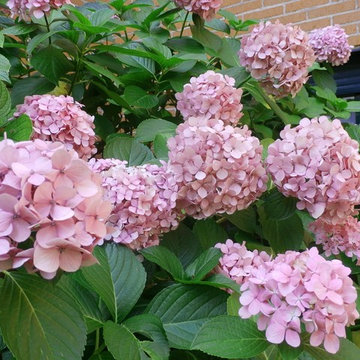 Hortensias