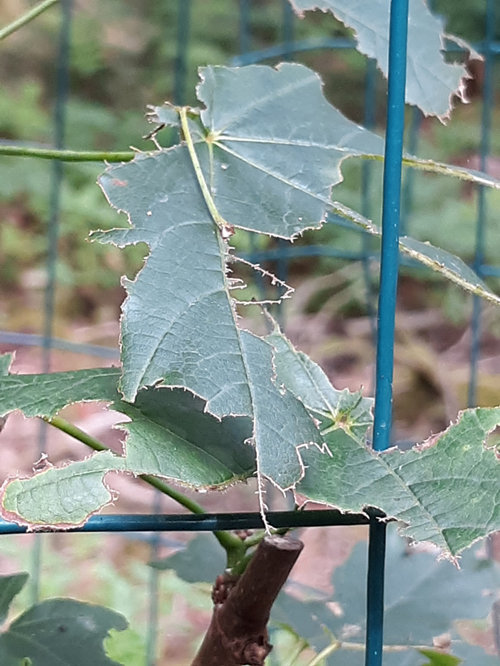 New Maple tree leaf issues