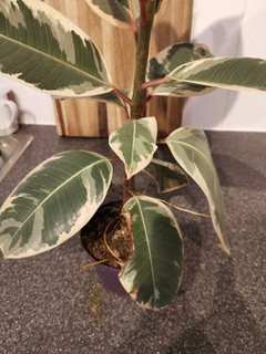 prayer plant for sale Buy Maranta Red Prayer Plant