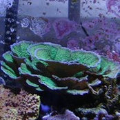 Tony Roybal's photo