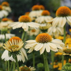 What's New & Hot 2016 | Sandy Yellow Coneflower - Bulbs And Seeds
