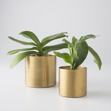 Interior Plants