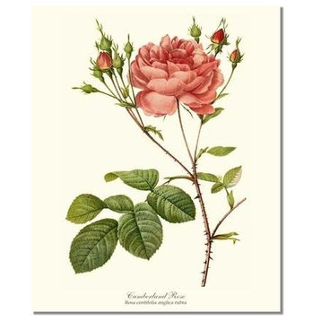 Vintage Botanical Rose Art Print: Cumberland Rose