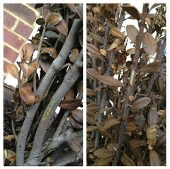 sky pencil holly turning brown