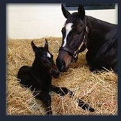Kari Olson's photo