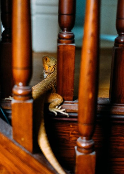 Pet's Place: Goober the Lizard