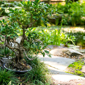 Backyard Koi Pond-James Island